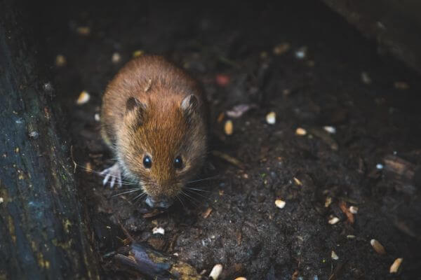PEST CONTROL DUNSTABLE, Bedfordshire. Pests Our Team Eliminate - Mice.