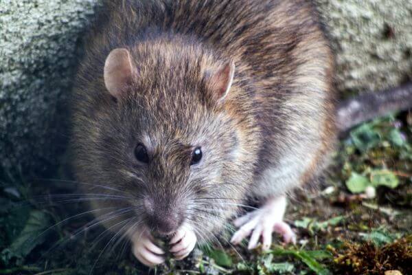 PEST CONTROL DUNSTABLE, Bedfordshire. Pests Our Team Eliminate - Rats.