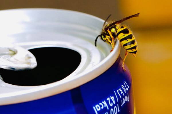 PEST CONTROL DUNSTABLE, Bedfordshire. Pests Our Team Eliminate - Wasps.